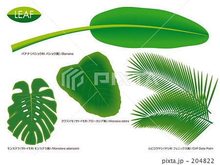 タロイモ 葉 植物 バナナ トロピカルの写真素材