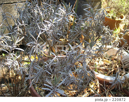 枯れた 千葉県 ハーブ ラベンダーの写真素材
