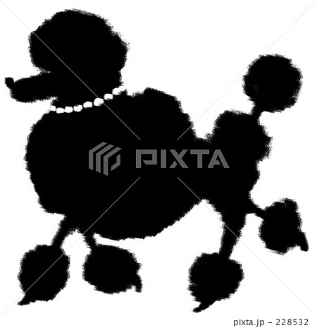 プードル シルエット 犬 スタンダードプードルの写真素材