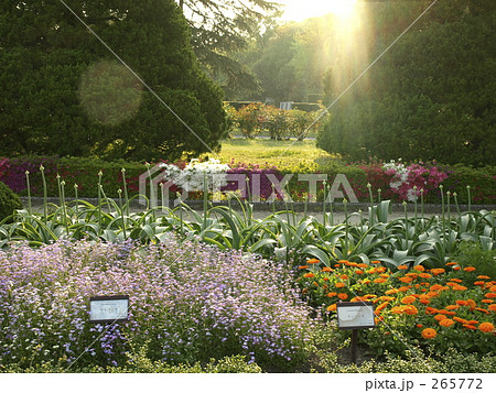 ひかり 懐かしい 植物園 背景の写真素材