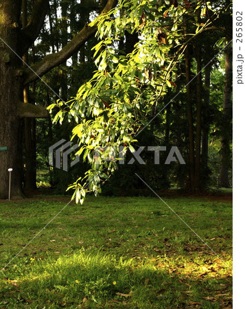 ひかり 懐かしい 植物園 背景の写真素材