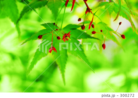 楓の花の写真素材