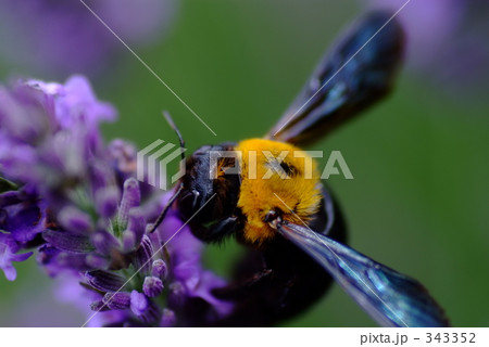 クマンバチ 黒いハチ ラベンダー紫の花 丸いハチの写真素材