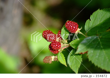 フランボワーズ ラズベリー フルーツ ヨーロッパキイチゴの写真素材