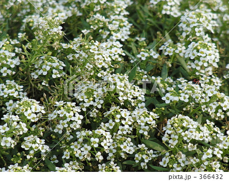 小さい白い花の写真素材