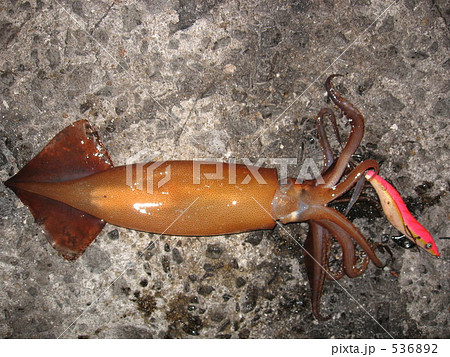 エギングの写真素材