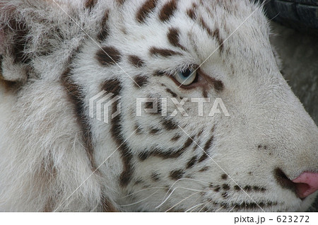 幸運を呼ぶ動物 ベンガルトラの白変種 かっこいいの写真素材