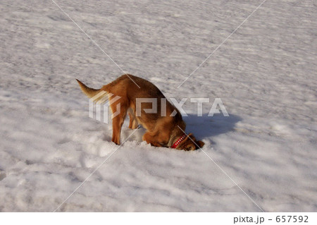 犬 積雪 掘る 白色の写真素材