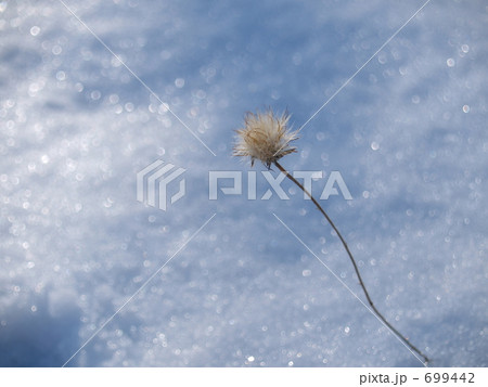 ノゲシ 綿毛の写真素材