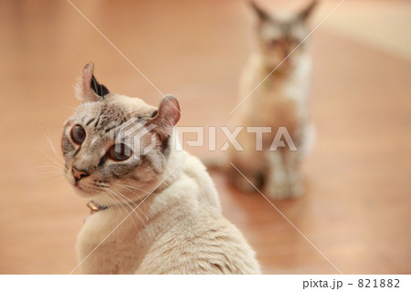 見返り猫の写真素材 - PIXTA