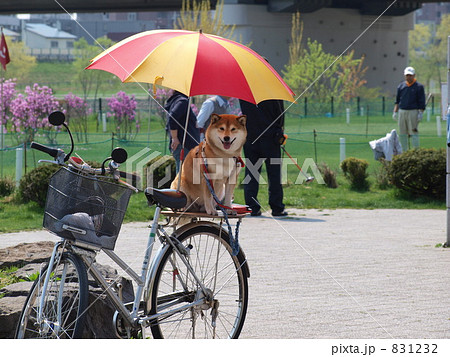 犬 柴犬 自転車 パラソルの写真素材