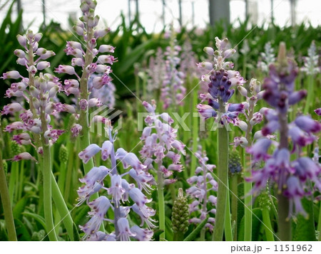 花 植物 小花 ラケナリアの写真素材