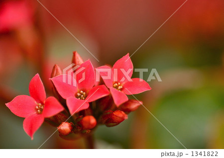 花 ミリオンスター 植物 赤色の写真素材