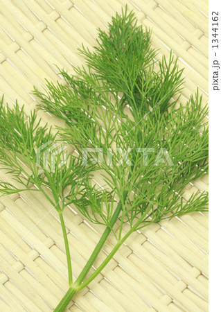 ディル 蒔蘿 イノンド 香草の写真素材