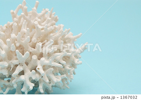 白化珊瑚 珊瑚 飾り珊瑚 地球温暖化の写真素材