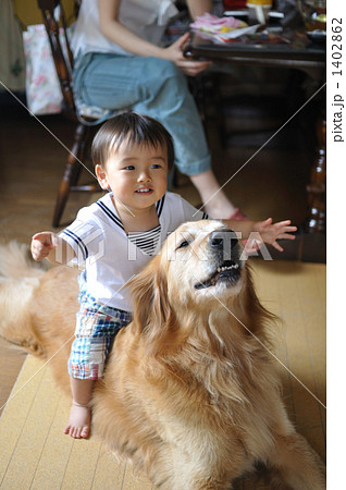 ゴールデンレトリバー 男の子 子供 1人の写真素材
