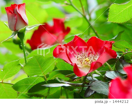 植物 花 薔薇 カクタスの写真素材