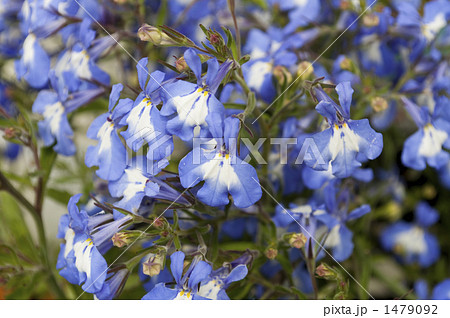 ロベリア アナベル 花の写真素材