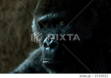 ゴリラ 顔 アップ 動物の写真素材 ゴリラ 顔 アップ 動物の写真素材