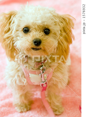 子犬 ティーカッププードル かわいい 女の子の写真素材