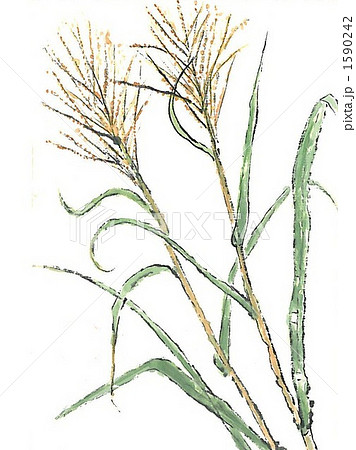 すすきのイラスト素材