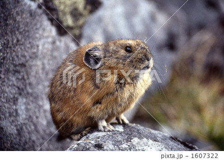 エゾナキウサギ ナキウサギ 岩場 駒止湖の写真素材