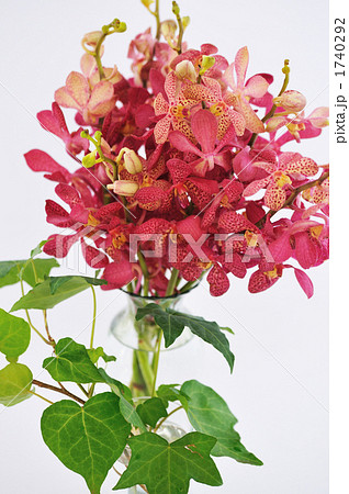 アランダ 花 蘭 植物の写真素材
