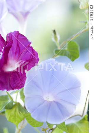 花 朝顔 アサガオ 紫色 朝 薄紫色 つるの写真素材