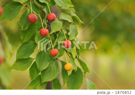 山帽子 ヤマボウシ 赤い実 植物の写真素材