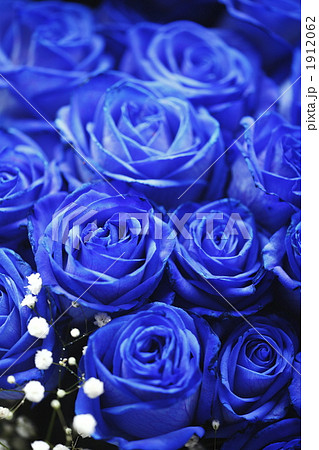 青いバラ ブルーローズ 薔薇 花の写真素材