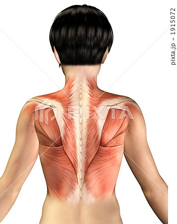 ボディパーツ 人体 筋肉 上半身 腰 パーツのイラスト素材
