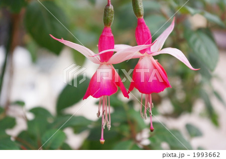 花 植物 フクシア チャイナランタンの写真素材