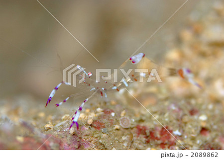海老 透明なエビ 沖縄 海の動物の写真素材
