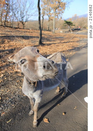 馬 顔 変顔 家畜の写真素材