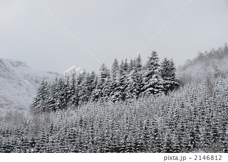 着雪 雪景色 冬景色 針葉樹林の写真素材