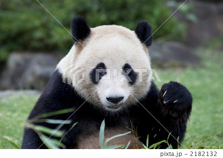 陸上動物 ジャイアントパンダ 黒と白 絶滅危惧種の写真素材