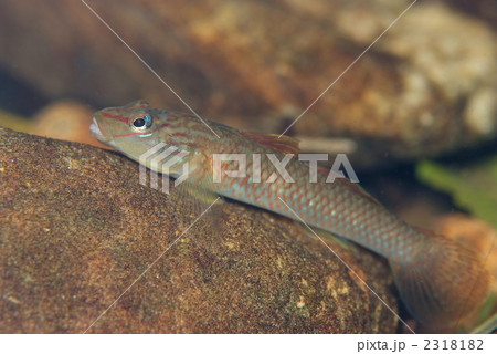 沖縄の川魚 沖縄の淡水魚 川魚の写真素材 - PIXTA