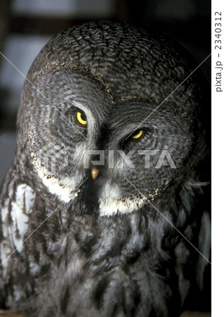 フクロウ カラフトフクロウ 睨む 顔の写真素材