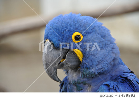 スミレコンゴウインコ 鳥類の写真素材