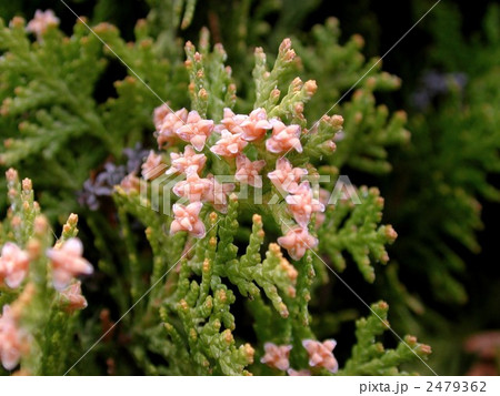 コノテガシワの雄花の写真素材