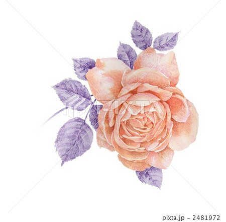 イングリッシュローズ 薔薇 花 色鉛筆タッチのイラスト素材