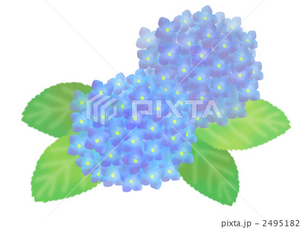 西洋あじさいの絵 西洋あじさいの絵 西洋あじさいの絵 西洋紫陽花 アナベル