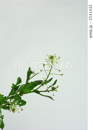 ナズナ ぺんぺん草 種 植物の写真素材