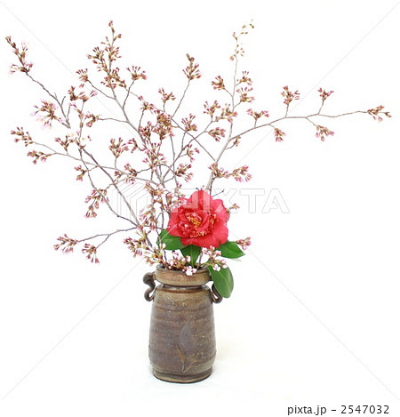 生け花 生花 桜 深紅の写真素材