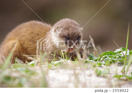 イタチ 野生動物 陸上動物 捕食の写真素材