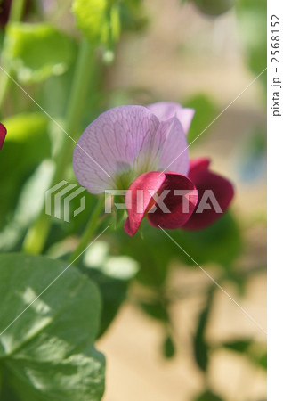 えんどう豆の花 植物の写真素材
