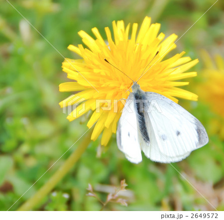 もんしろ蝶の写真素材
