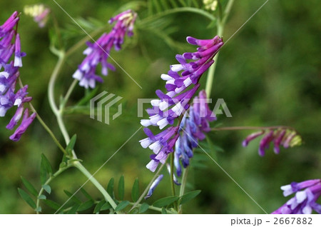 雑草 帰化植物 青紫色の花 ツル性植物の写真素材 雑草 帰化植物 青紫色の花 ツル性植物の写真素材