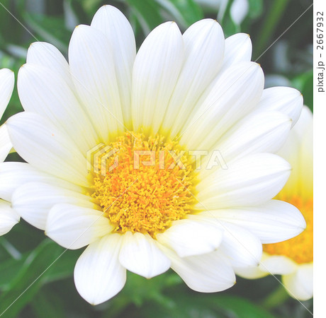 朝鮮菊の写真素材