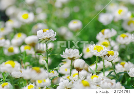 ヘリクリサム 白色 花かんざし 花畑の写真素材